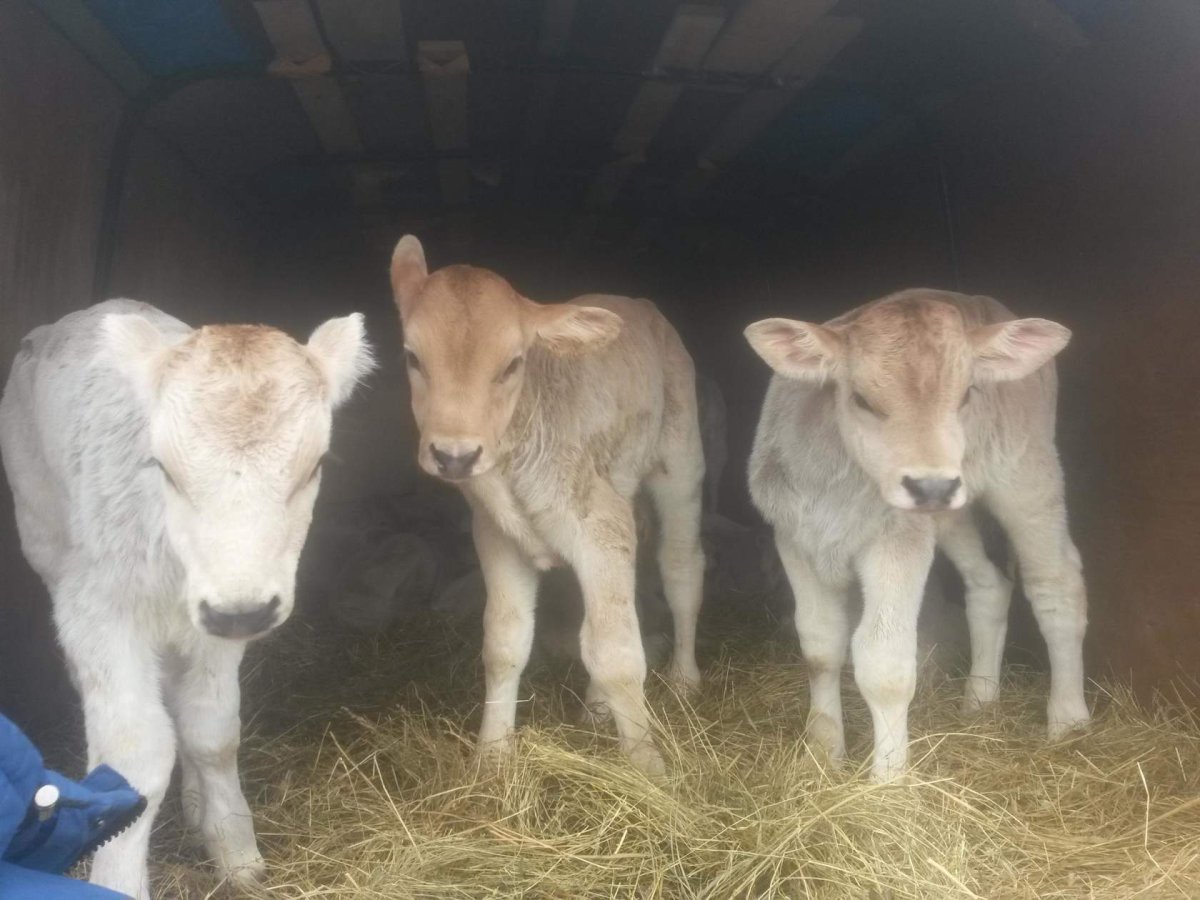 Телята швицкой породы