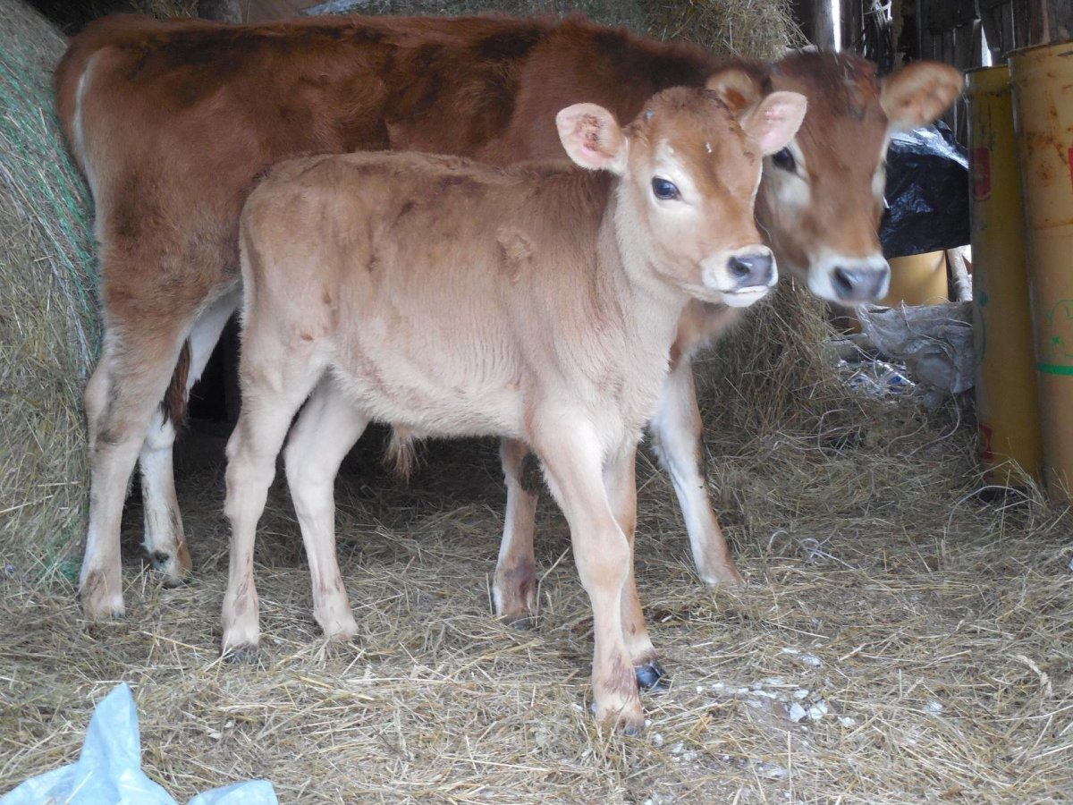 Джерсейская корова