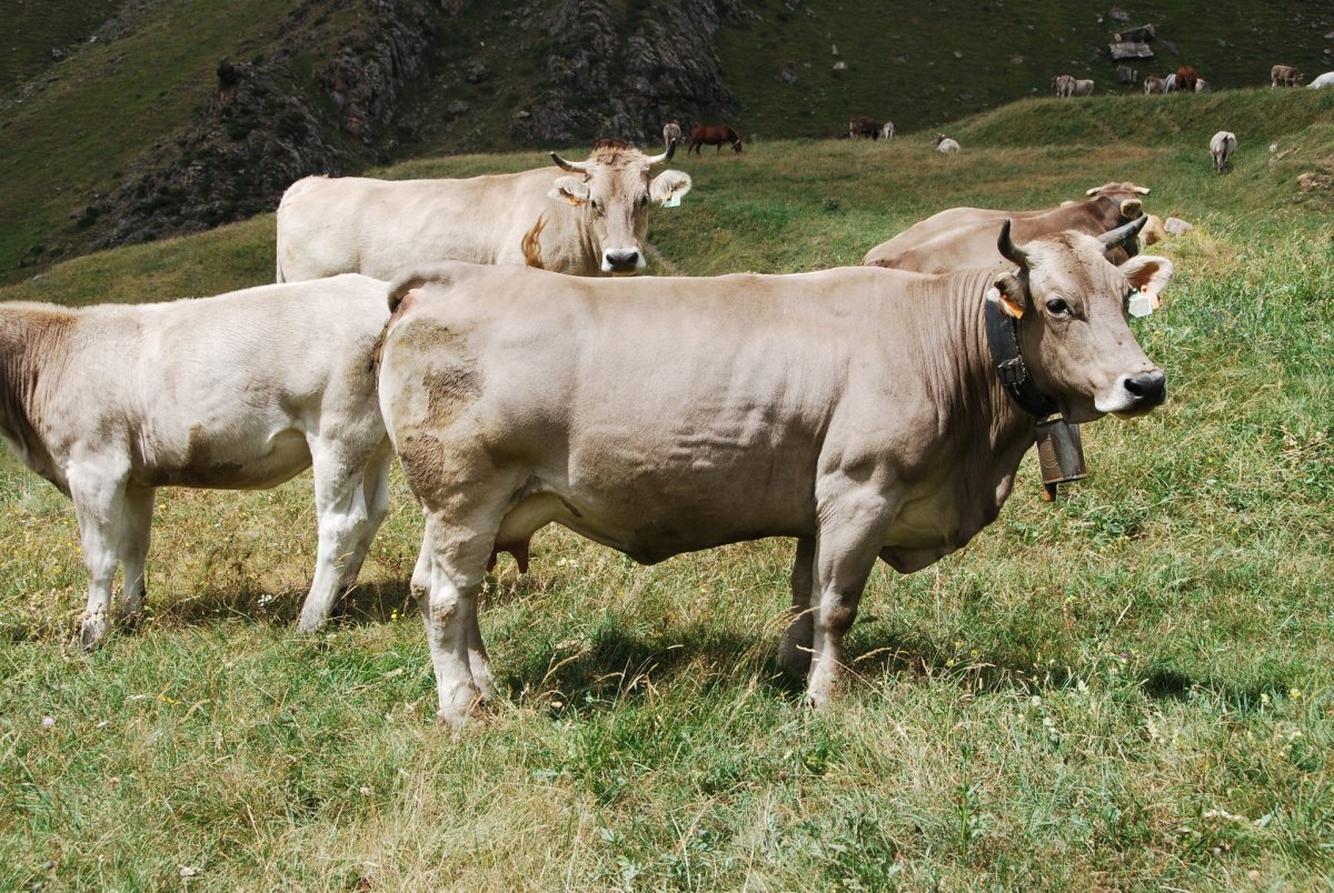 Алатауская порода КРС