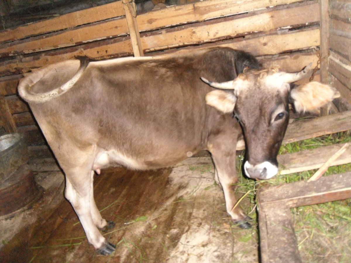 Шведские телята