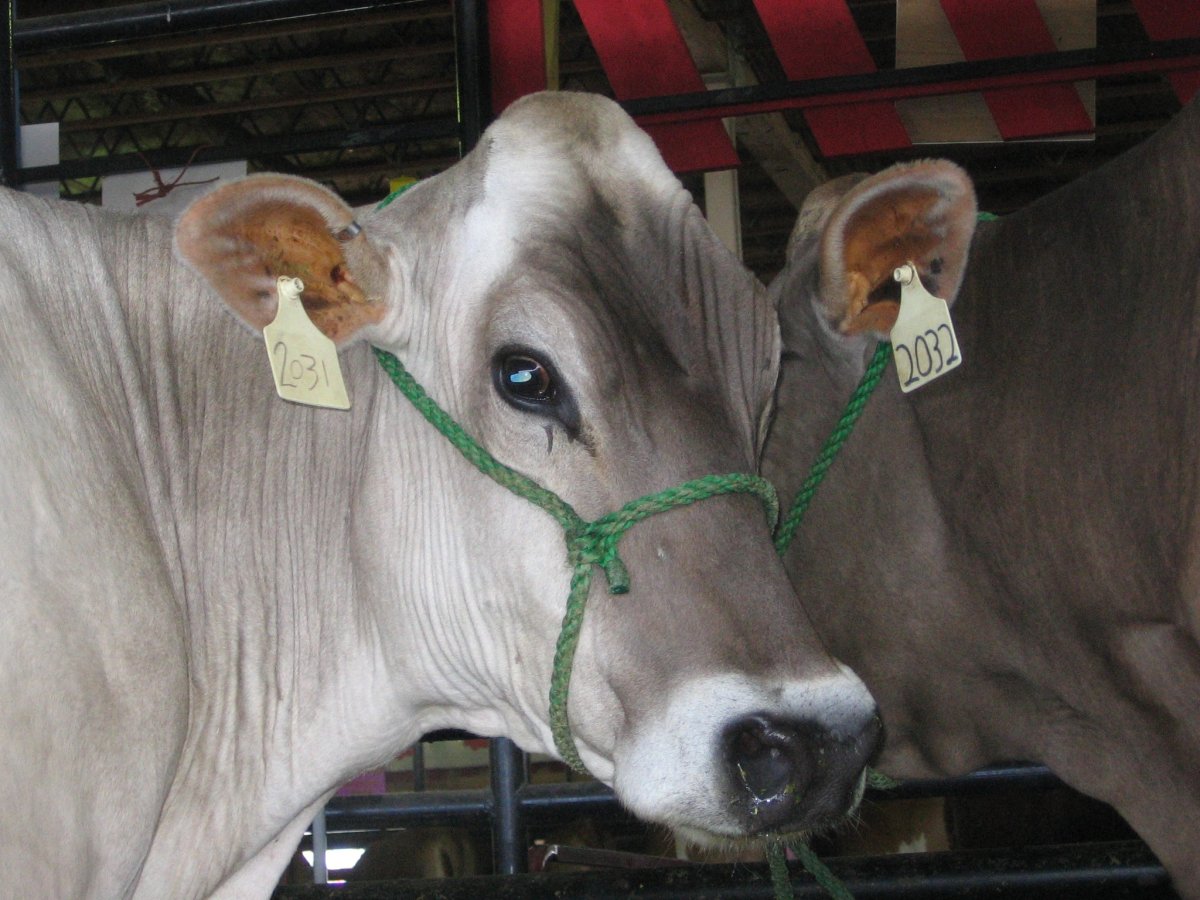 Brown Swiss порода коров