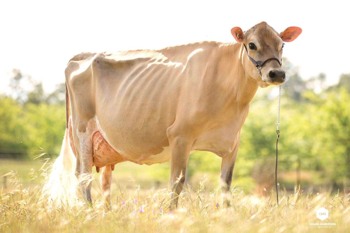 Джерсейская порода КРС