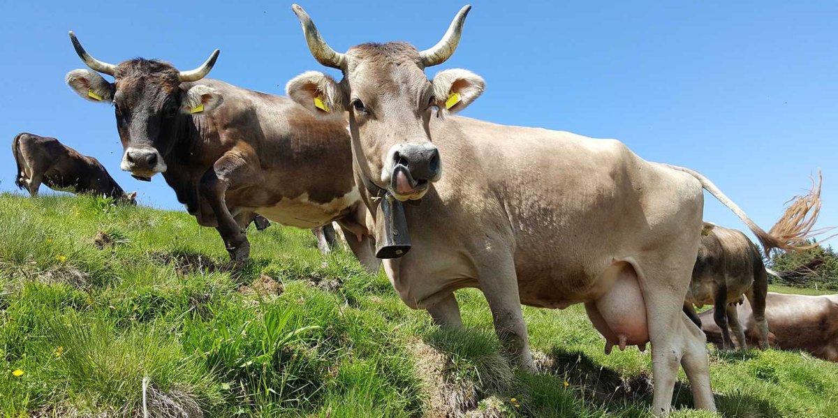 Швицкая порода Швейцария