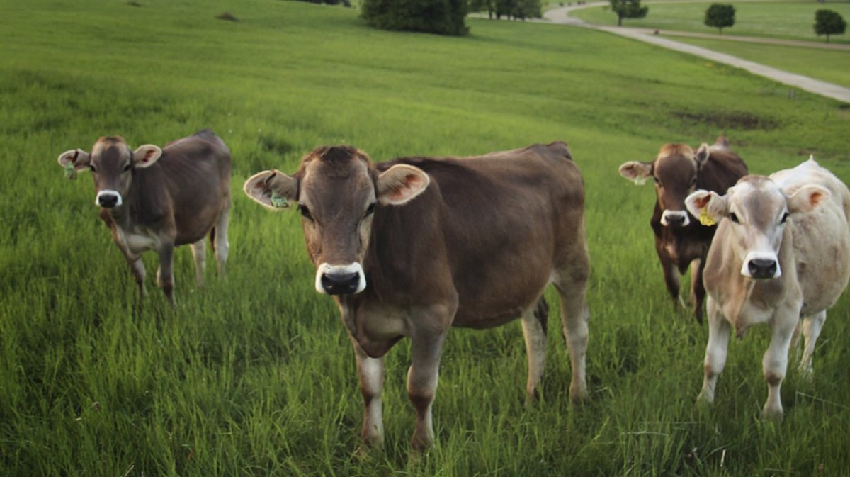 Коровы породы Швиц