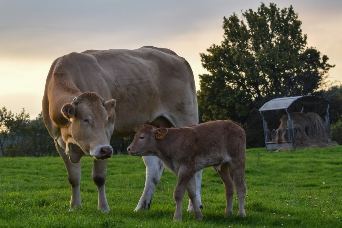Домашние животные корова