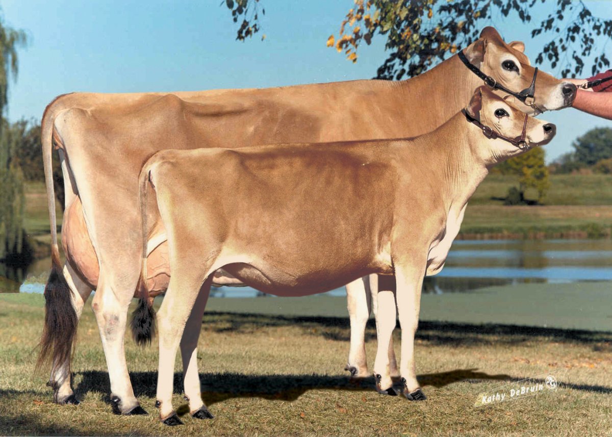 Бурая швицкая порода