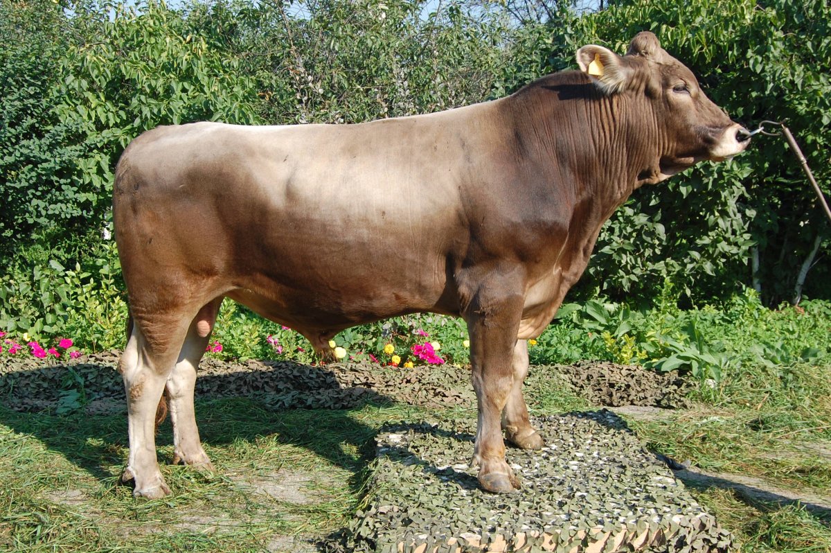 Бычки породы Швиц