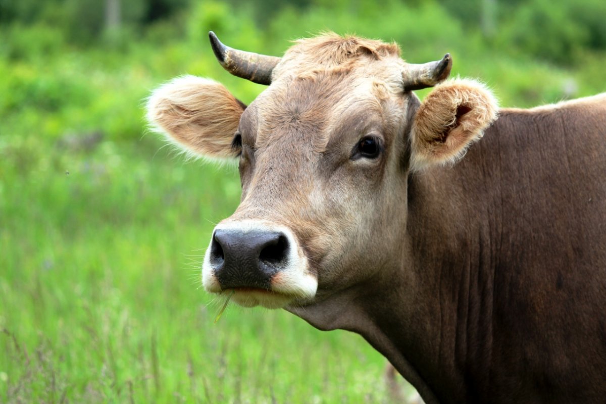 Корова фото