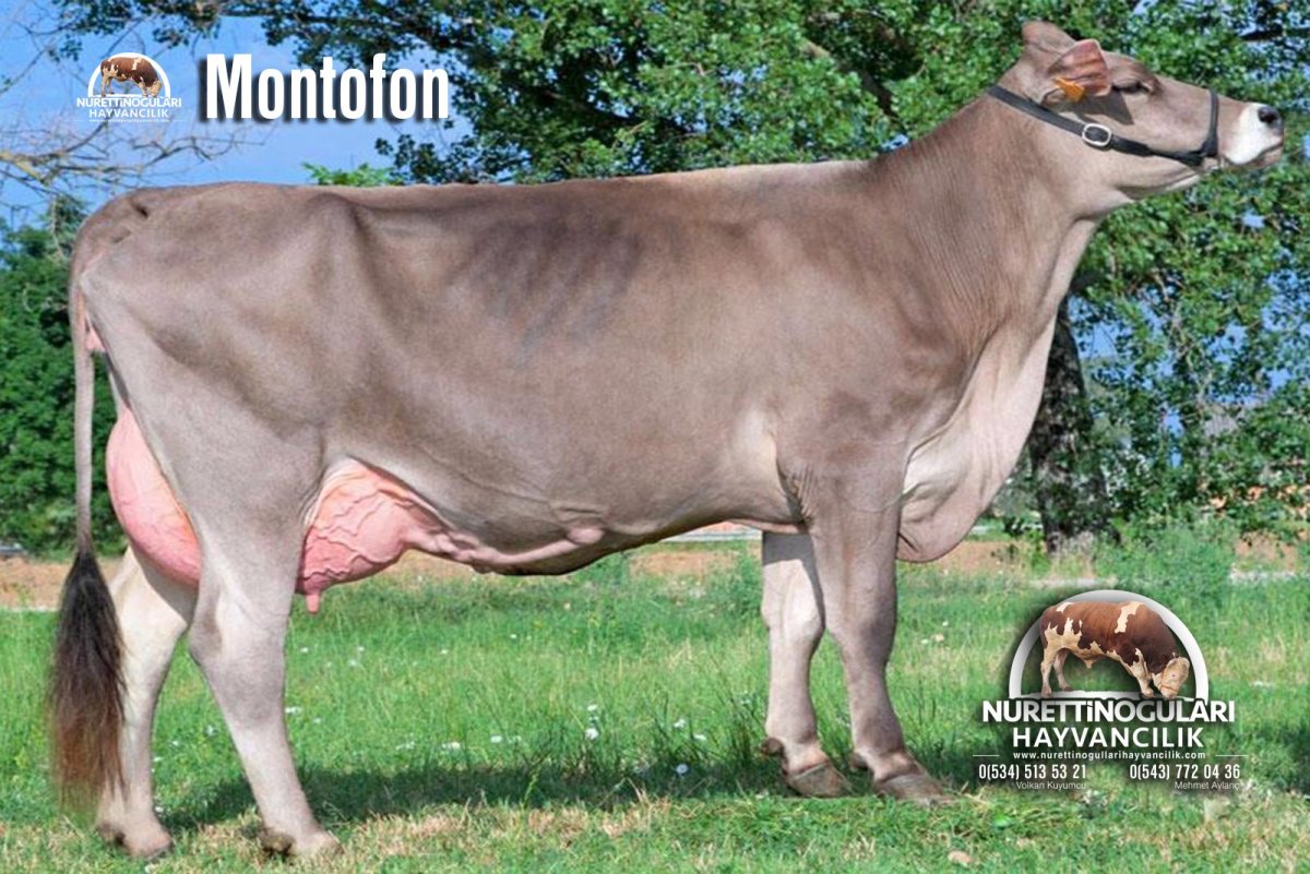 Браун швицкая порода коров