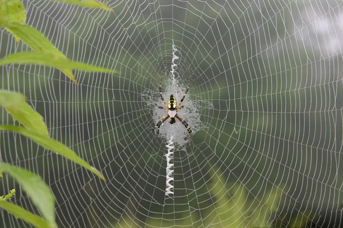 Паутина фон