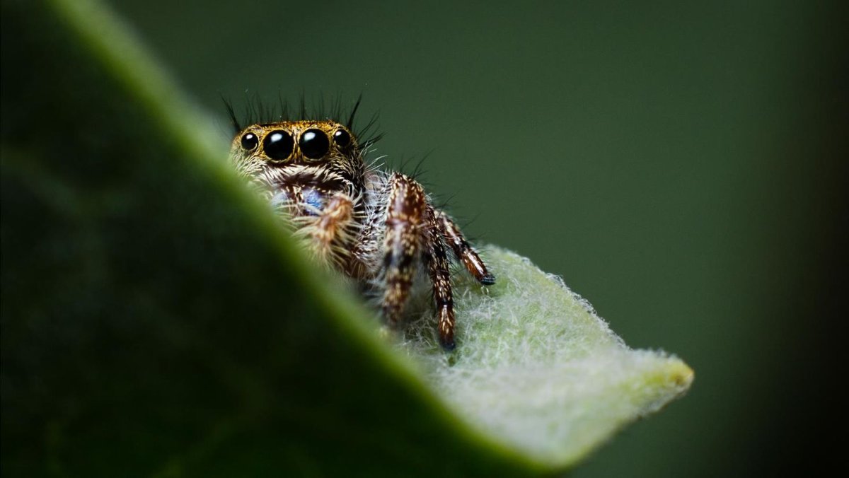 Паук птицеед на белом фоне