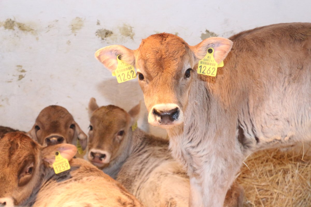 Киргизская порода коров