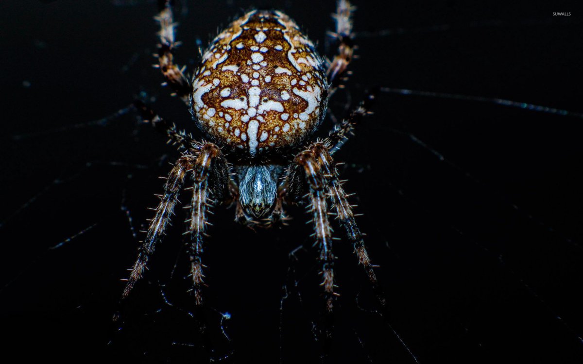 Эскизы тату паук с паутиной