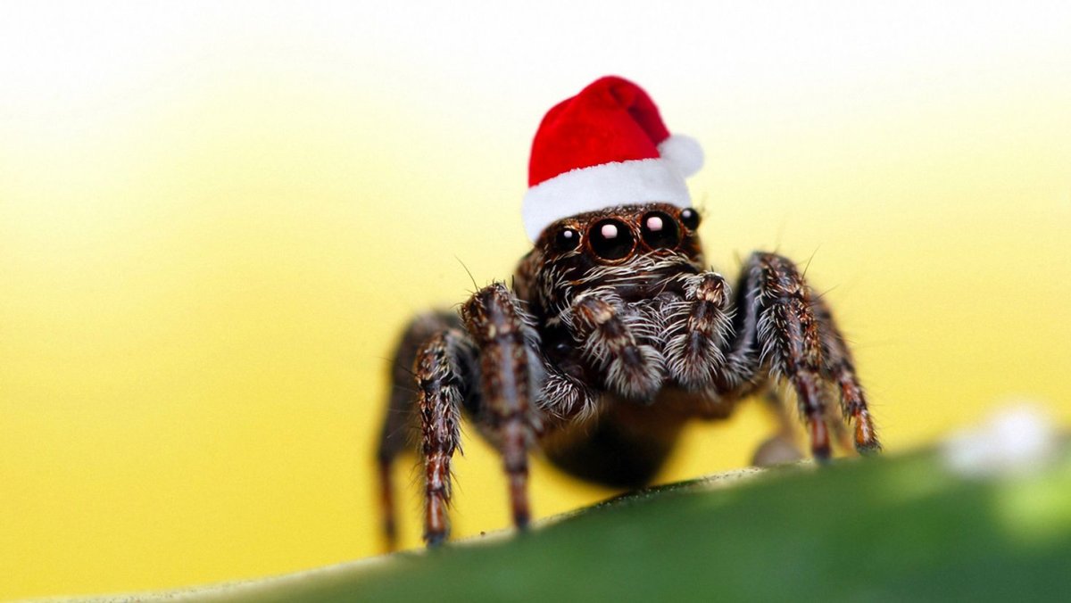 Паутина паука крестовика