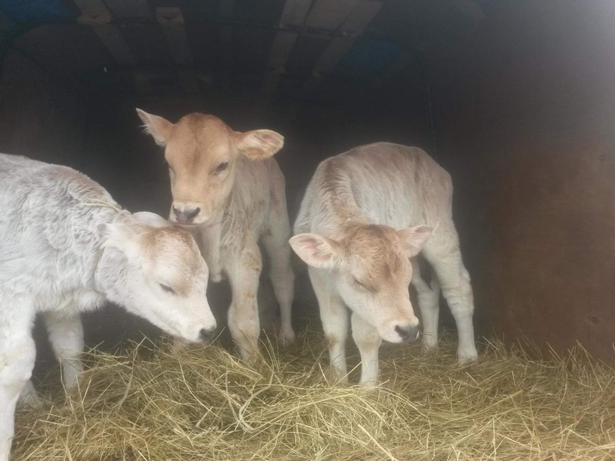 Порода телят швецы