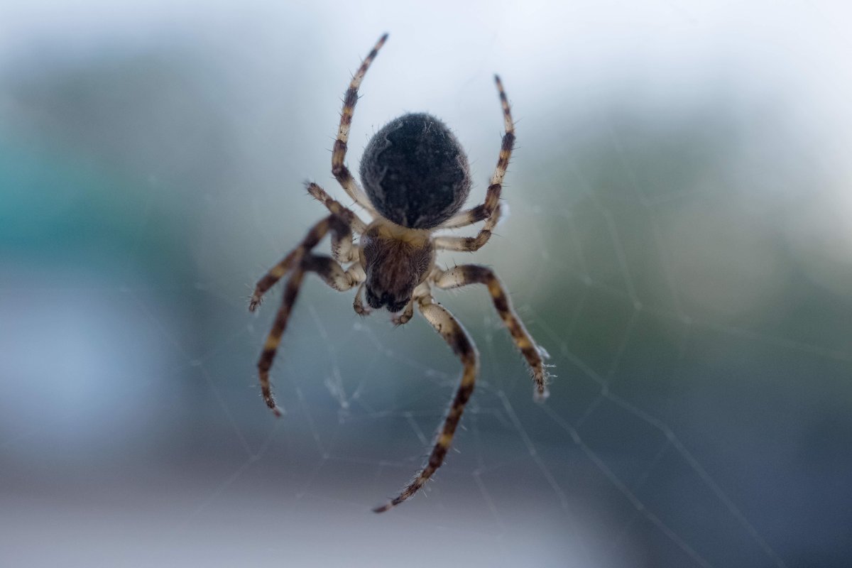 Паук скакунчик паутина