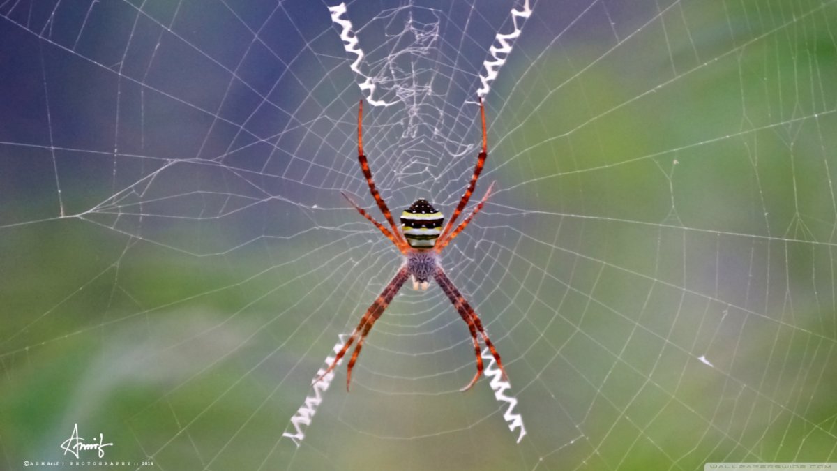 Паутина паука ледопряда