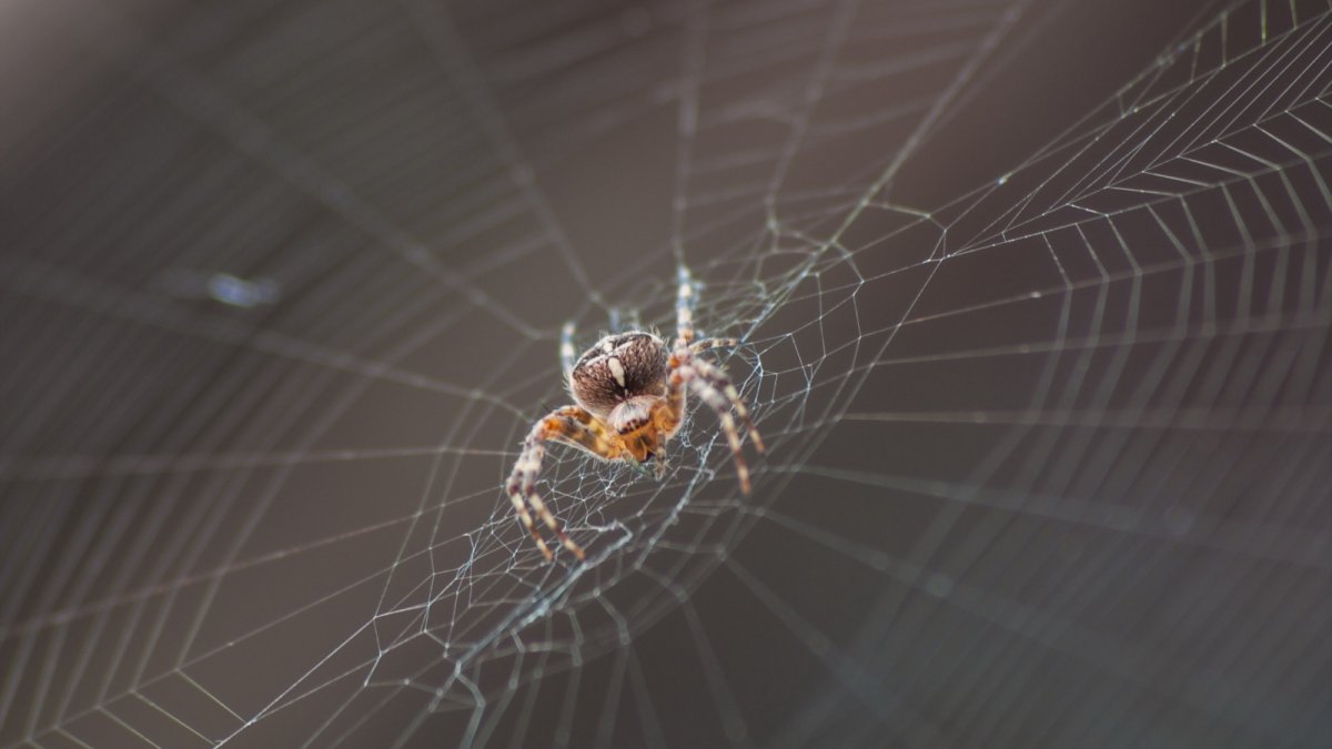 Огромный паук в углу