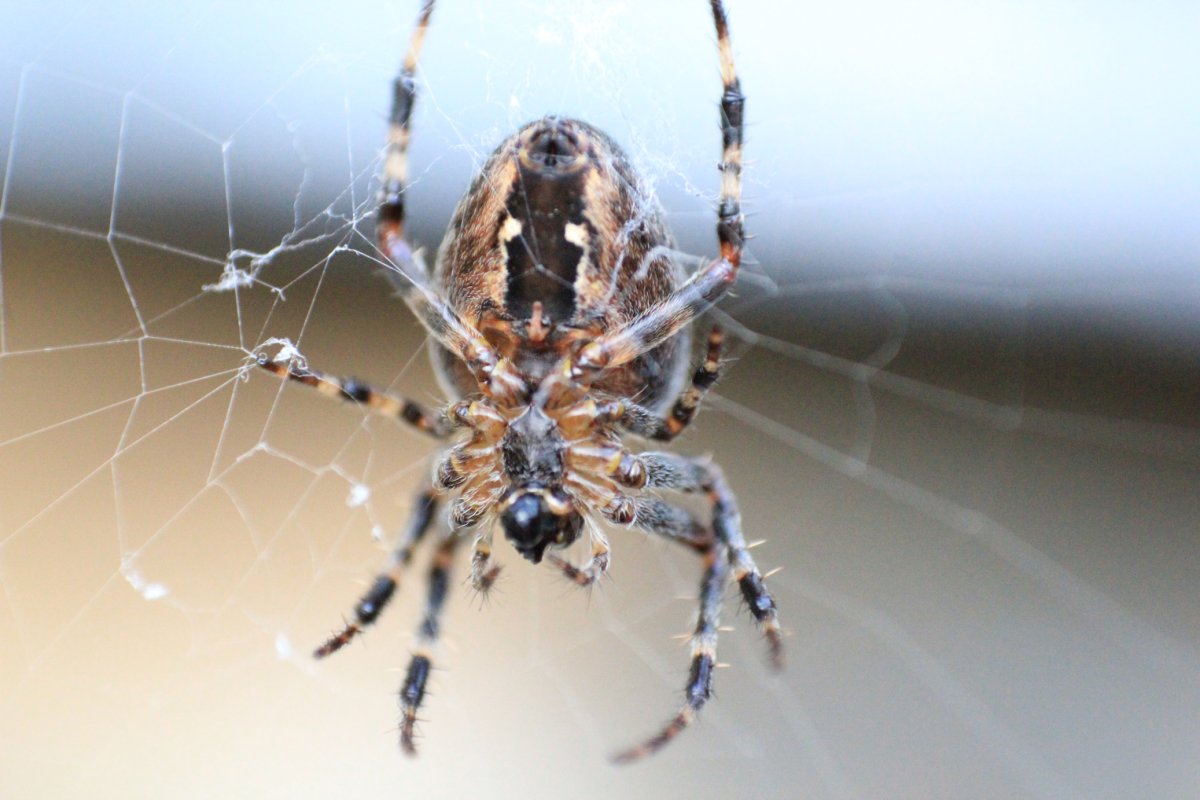 Паук на потолке