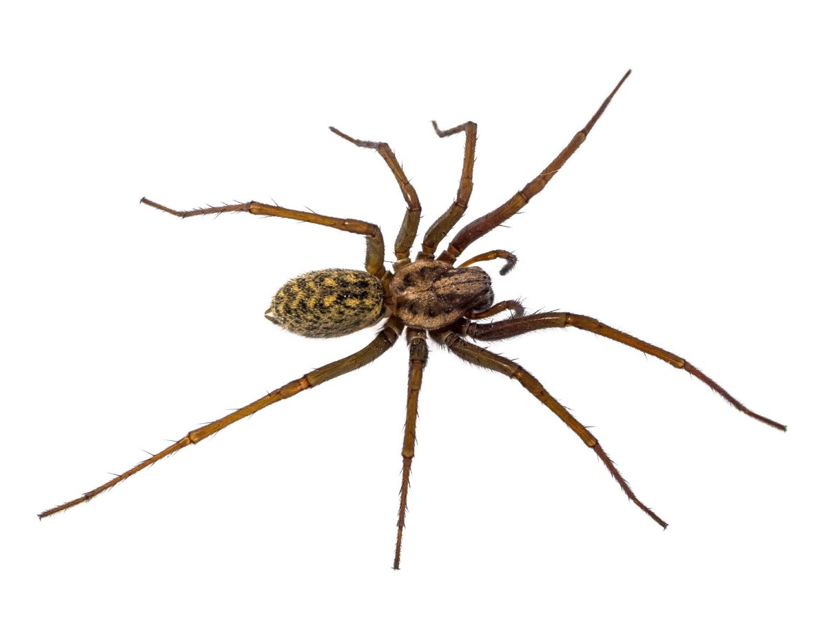 Серый паук с полосами