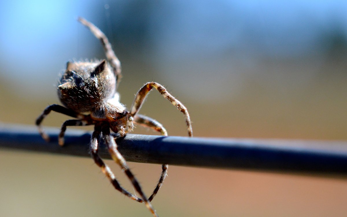 Фаланга паук
