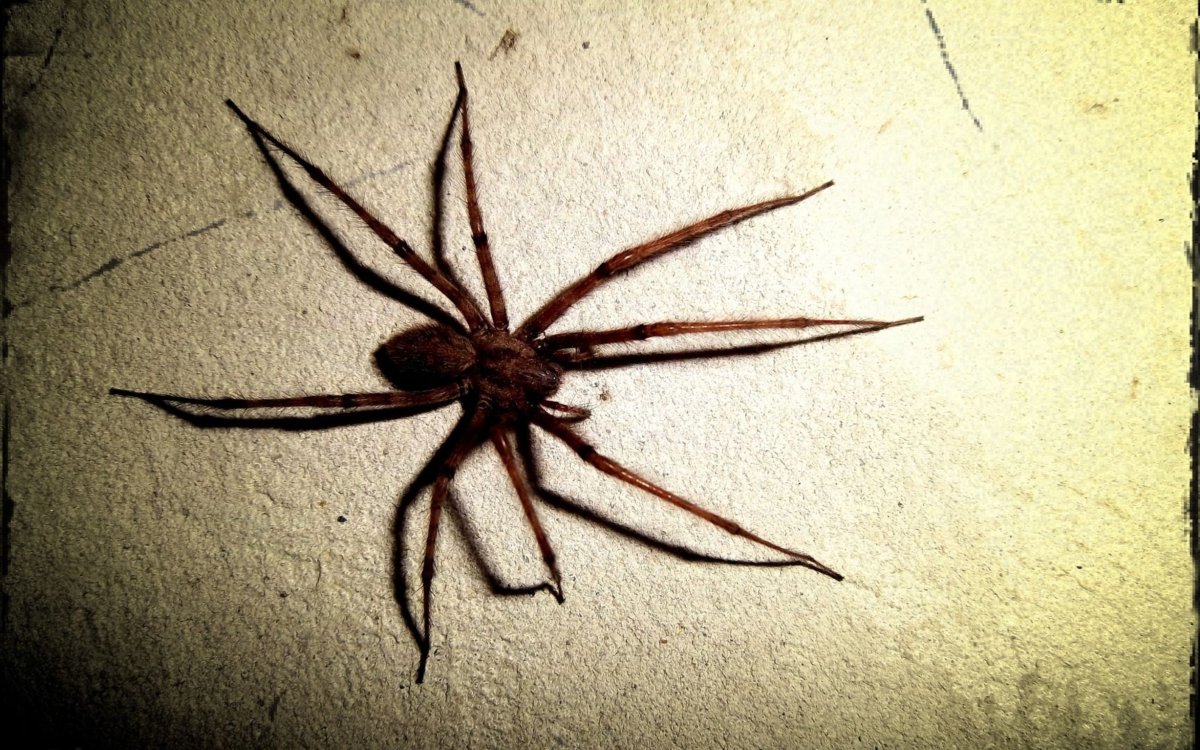 Паук на паутине