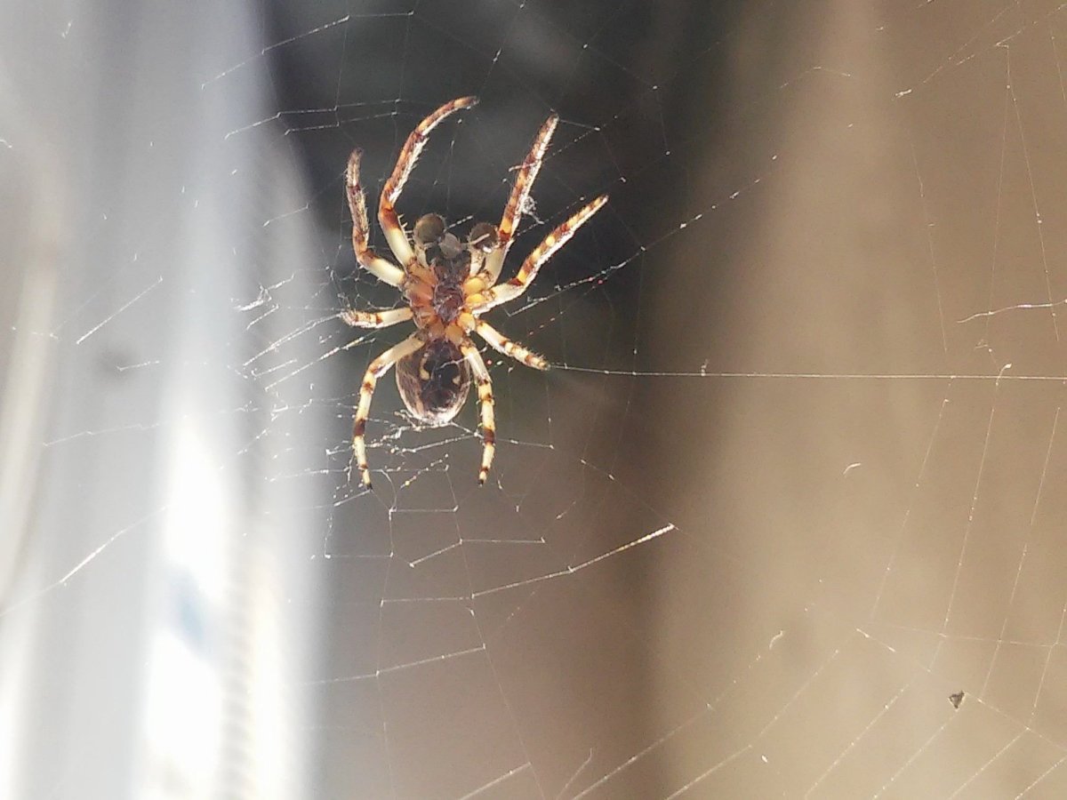 Паутина 11 сезон