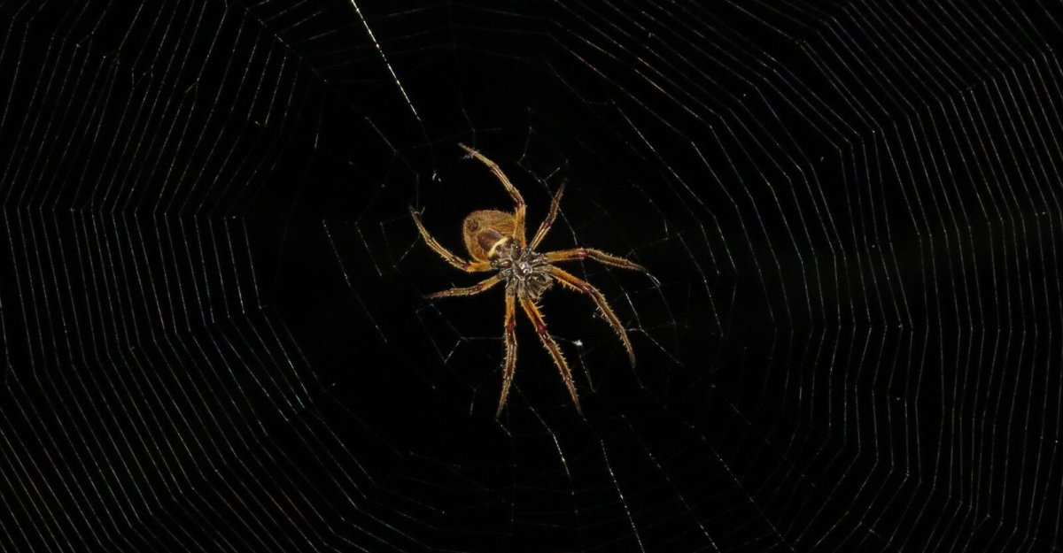 Денежный паук