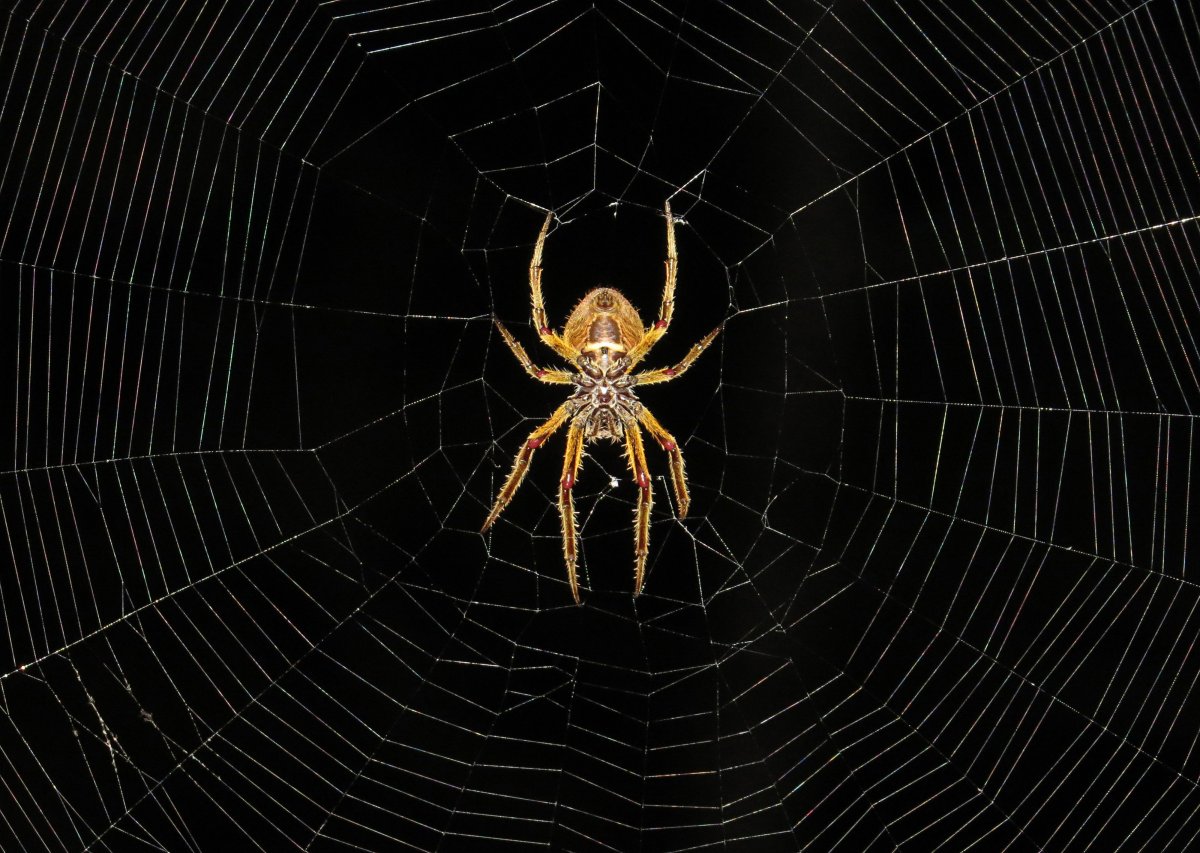 Паук Серебрянка на белом фоне