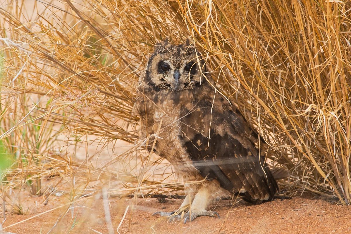 Соломонская ушастая Сова