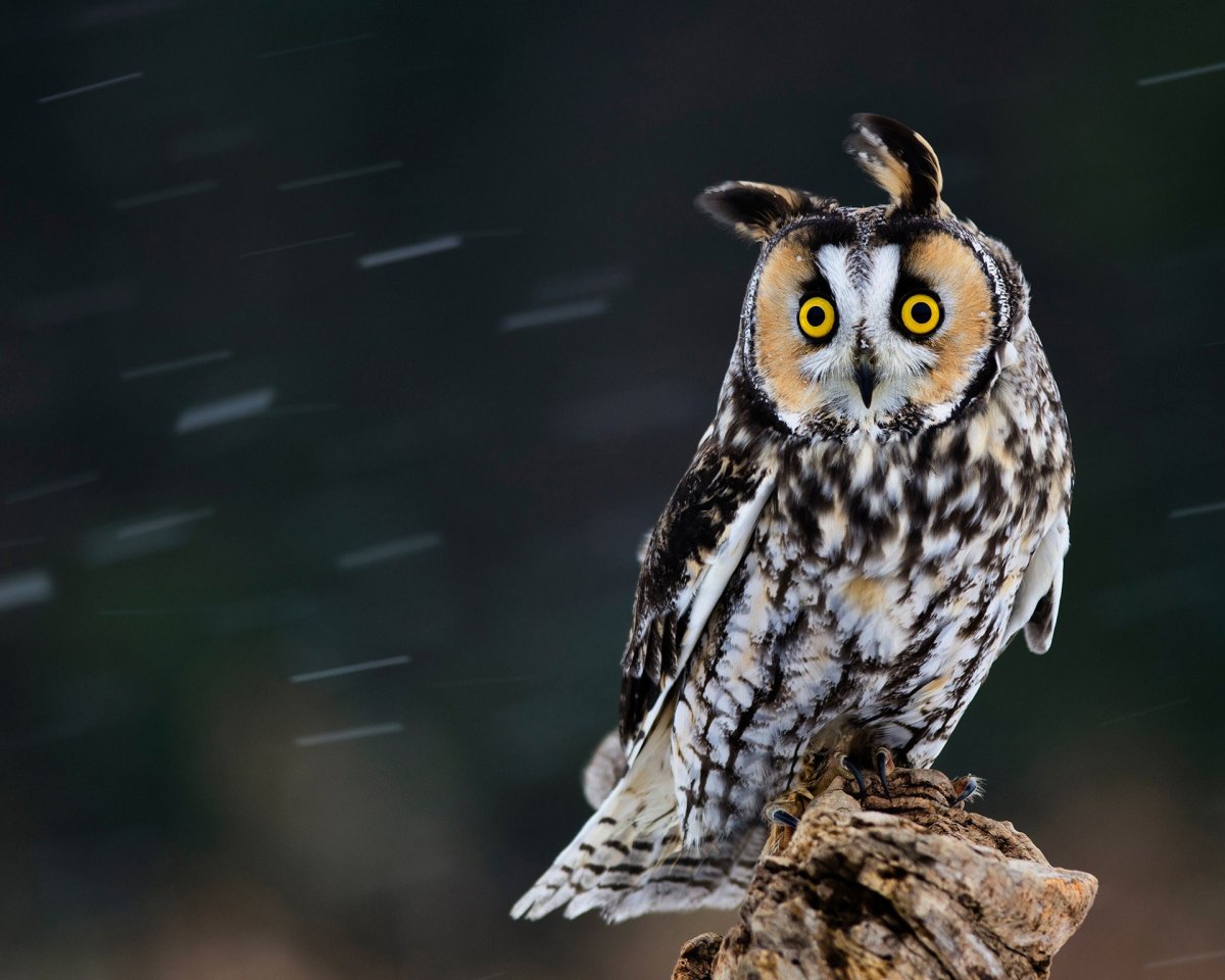 Бенгальский Филин