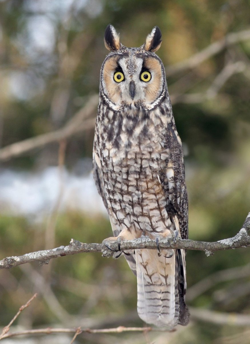 Черная ушастая Сова