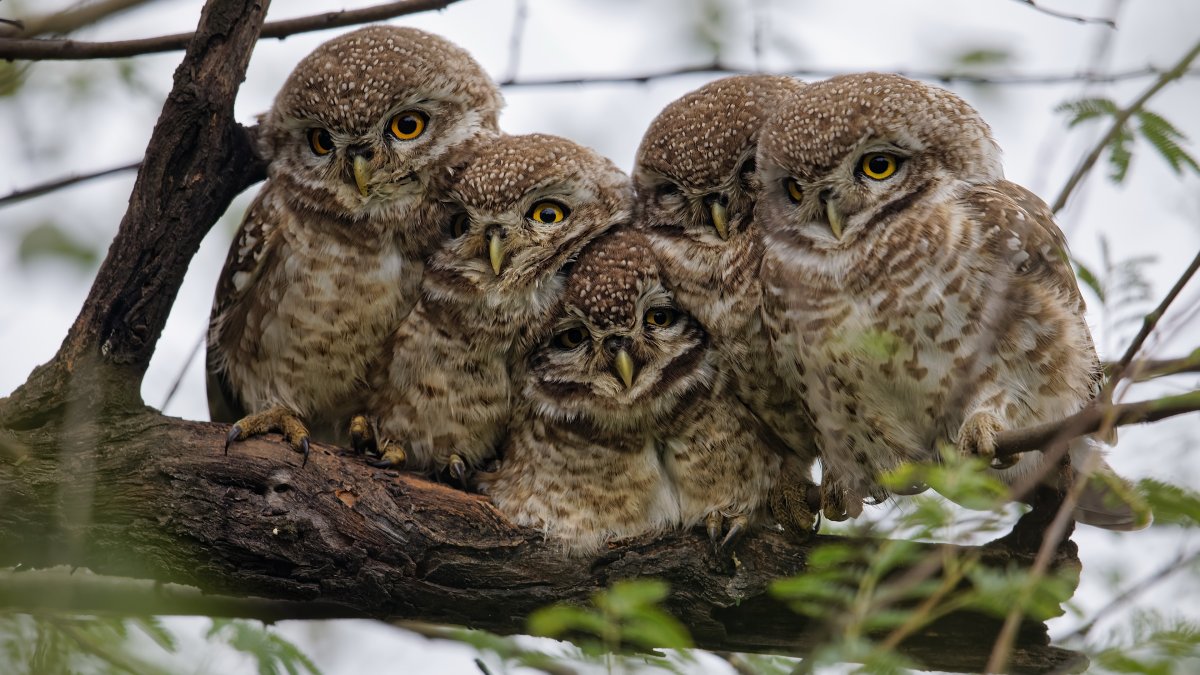 Филин Bubo Bubo