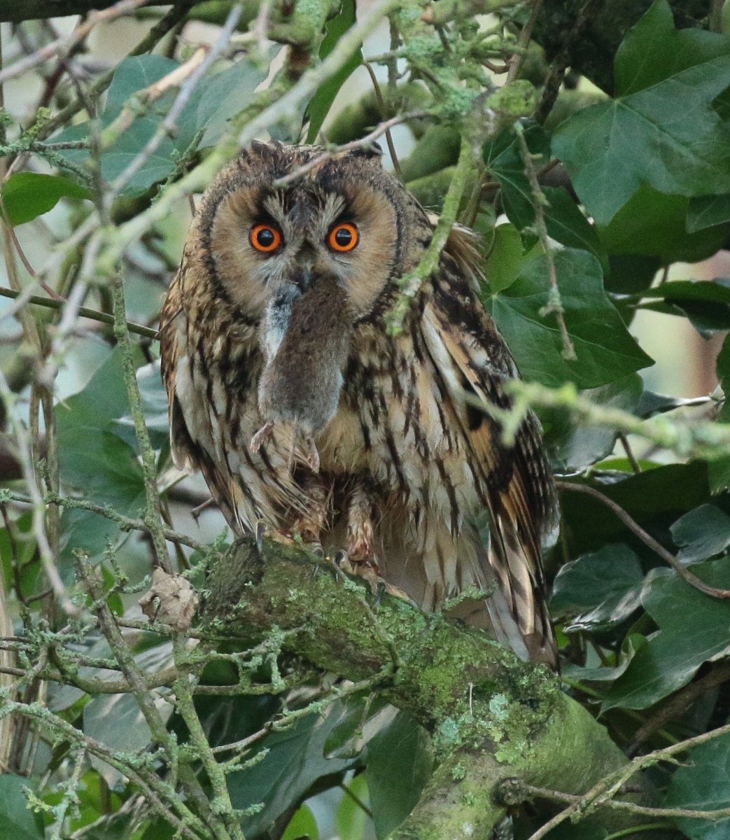 Отряд Совообразные Strigiformes