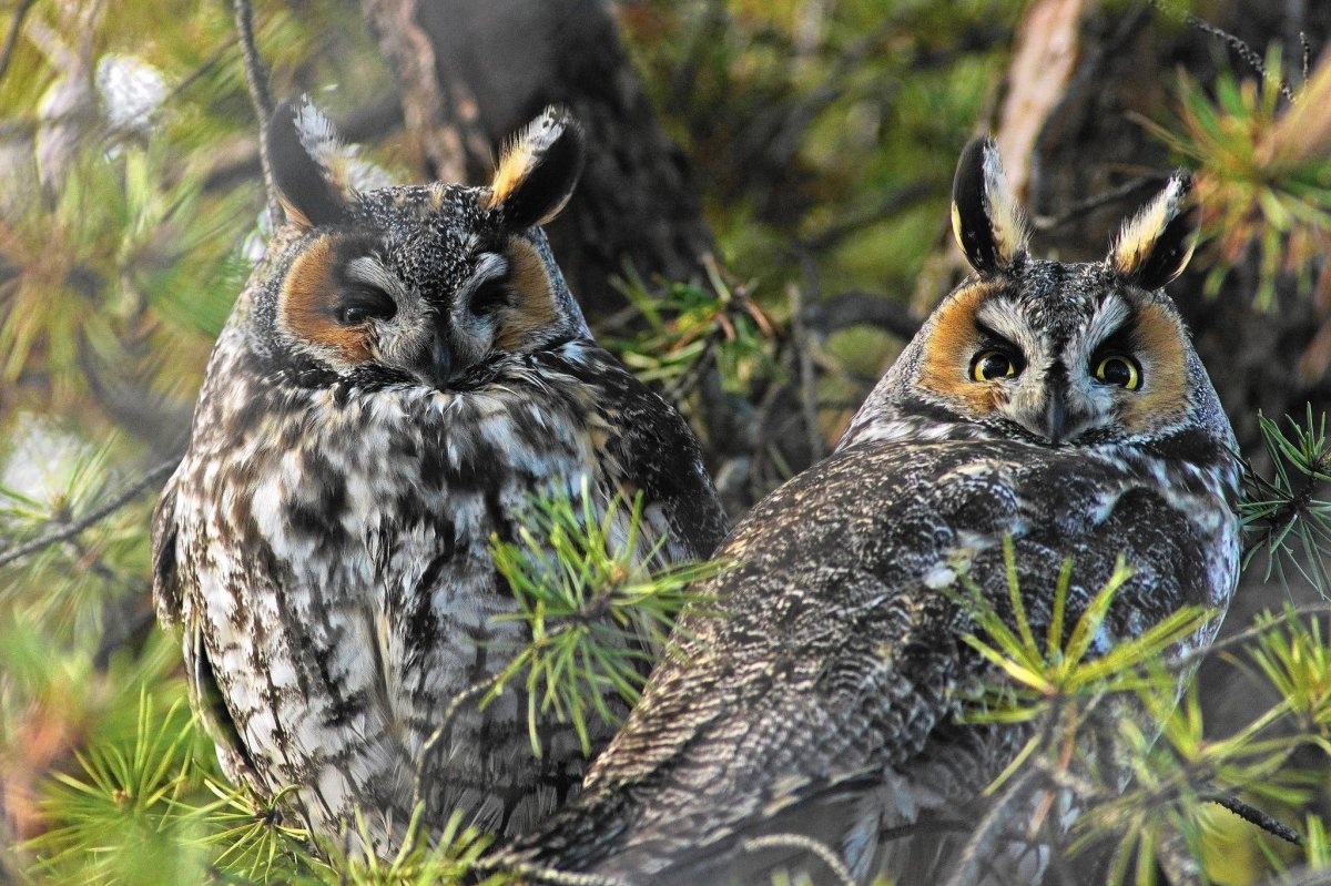 Крик ушастой Совы