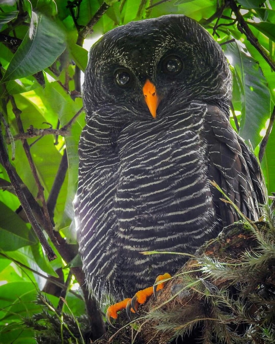 Циккаба Сова