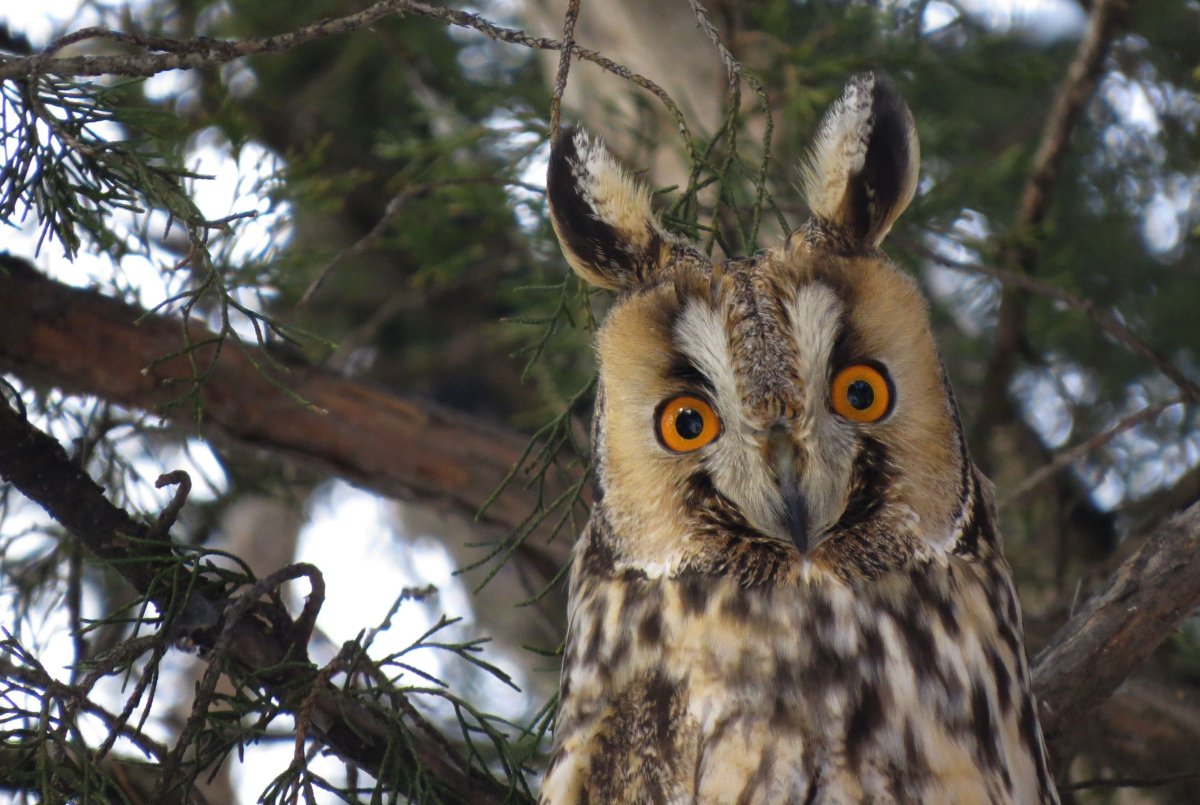Африканская ушастая Сова