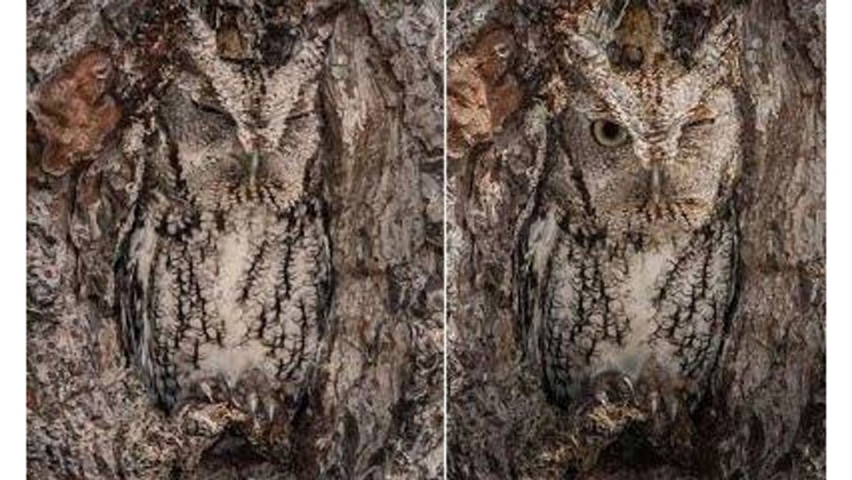 Ушастые Совы милые