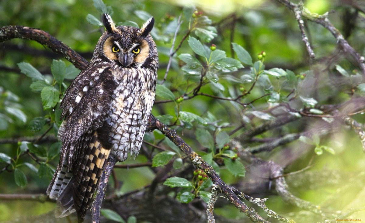 Ушастая Сова Тюмень