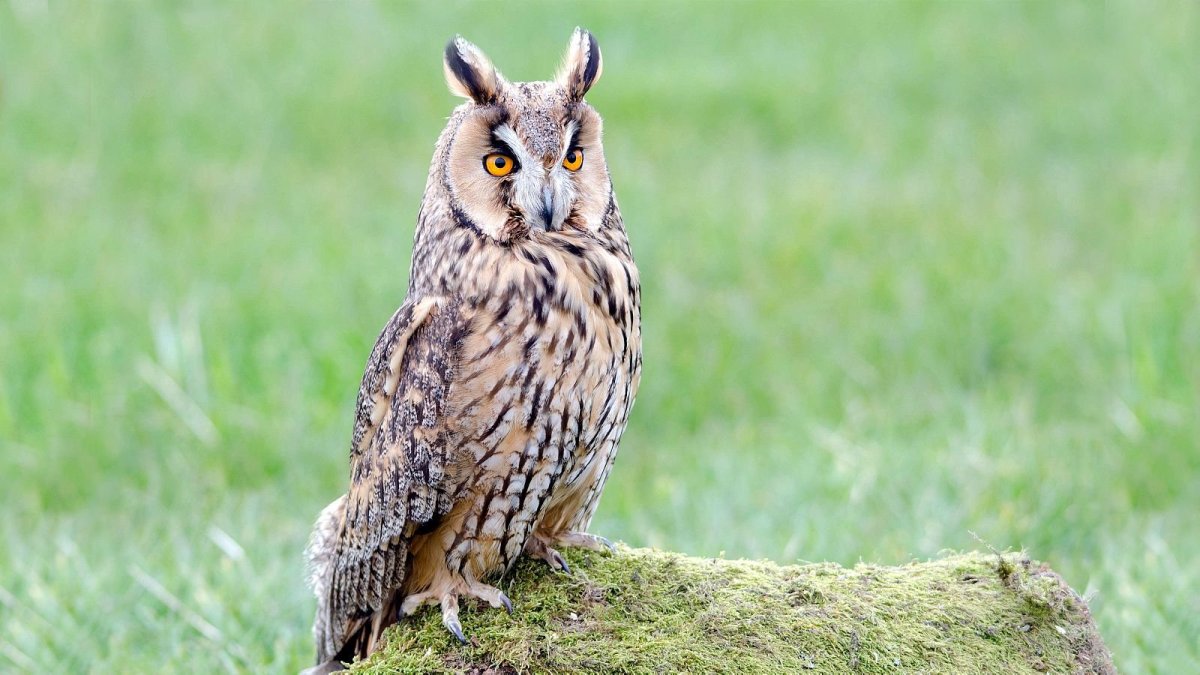 Суматранский Филин