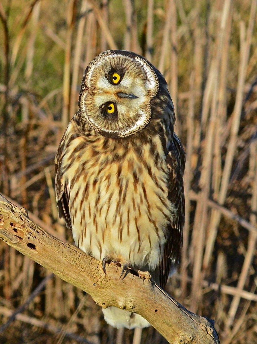 Фараонов Филин