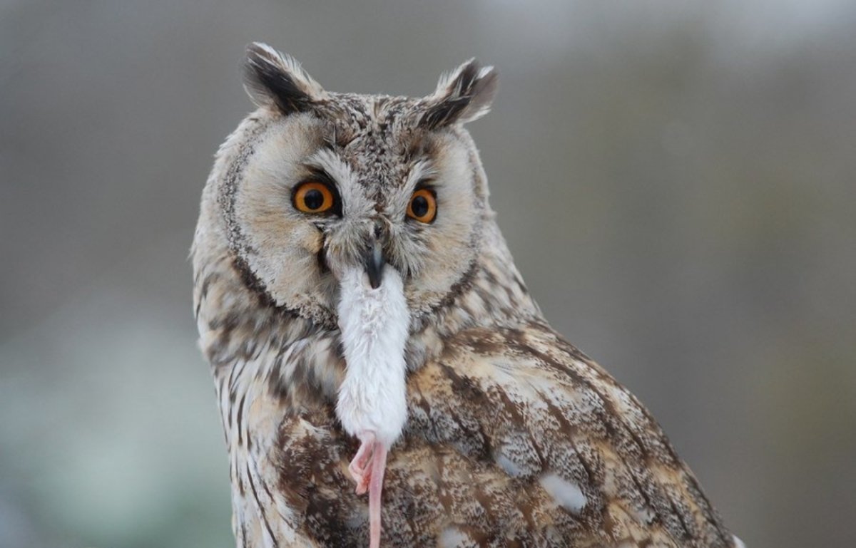 Сова в Санкт-Петербурге
