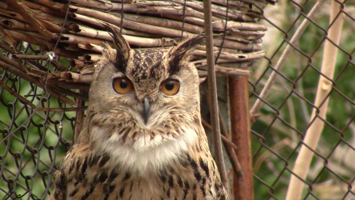 Африканская ушастая Сова