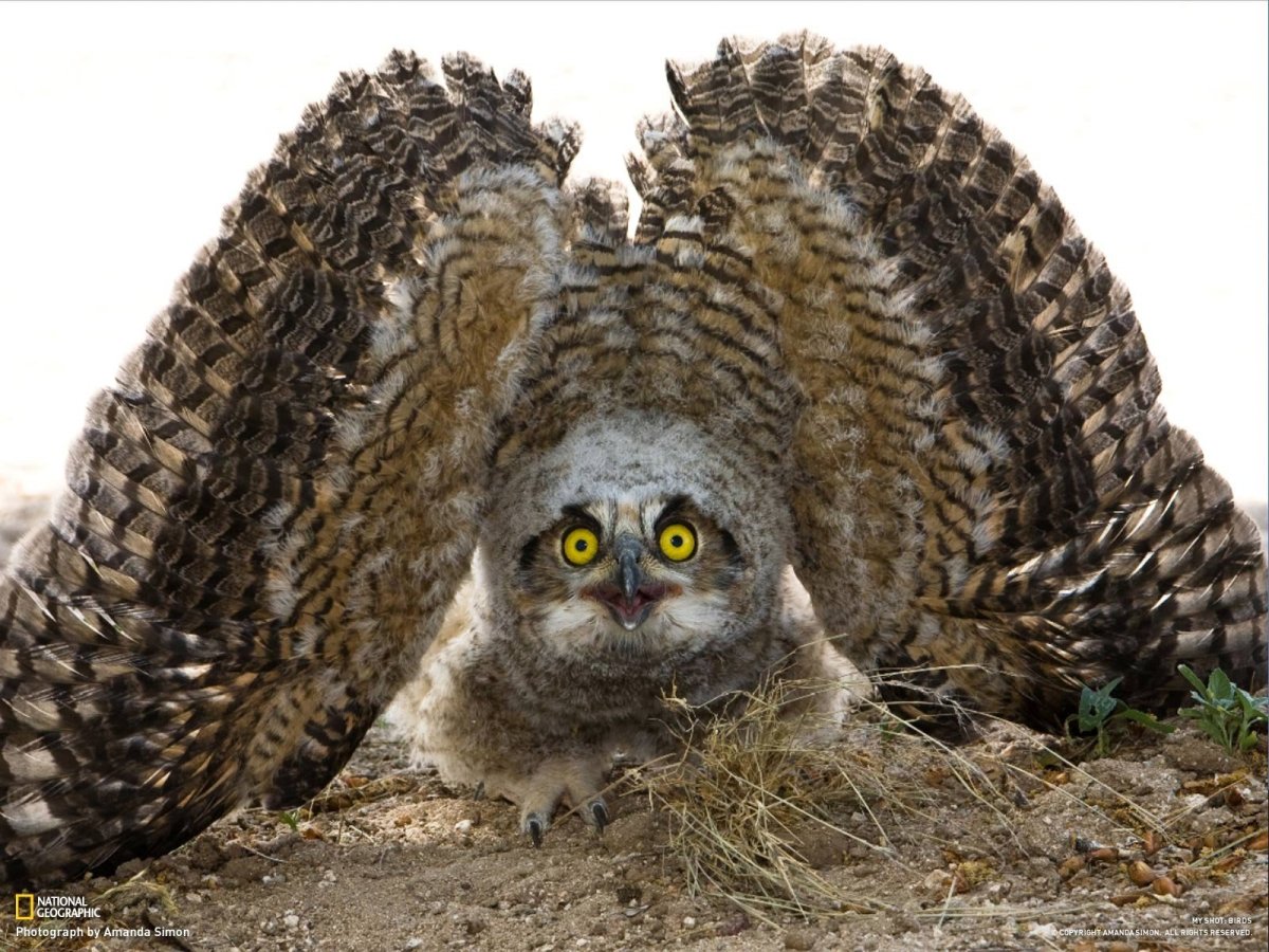 Типичные птицы