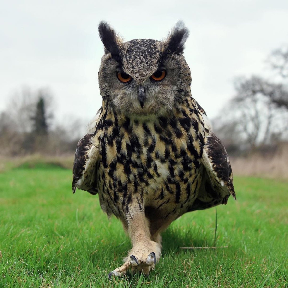 Африканская белолицая Сова