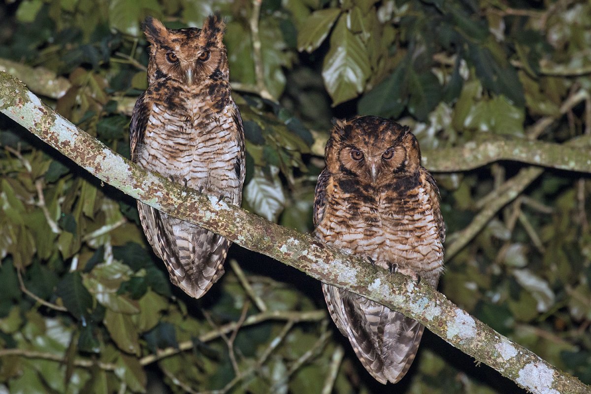 Филин Новосибирский зоопарк