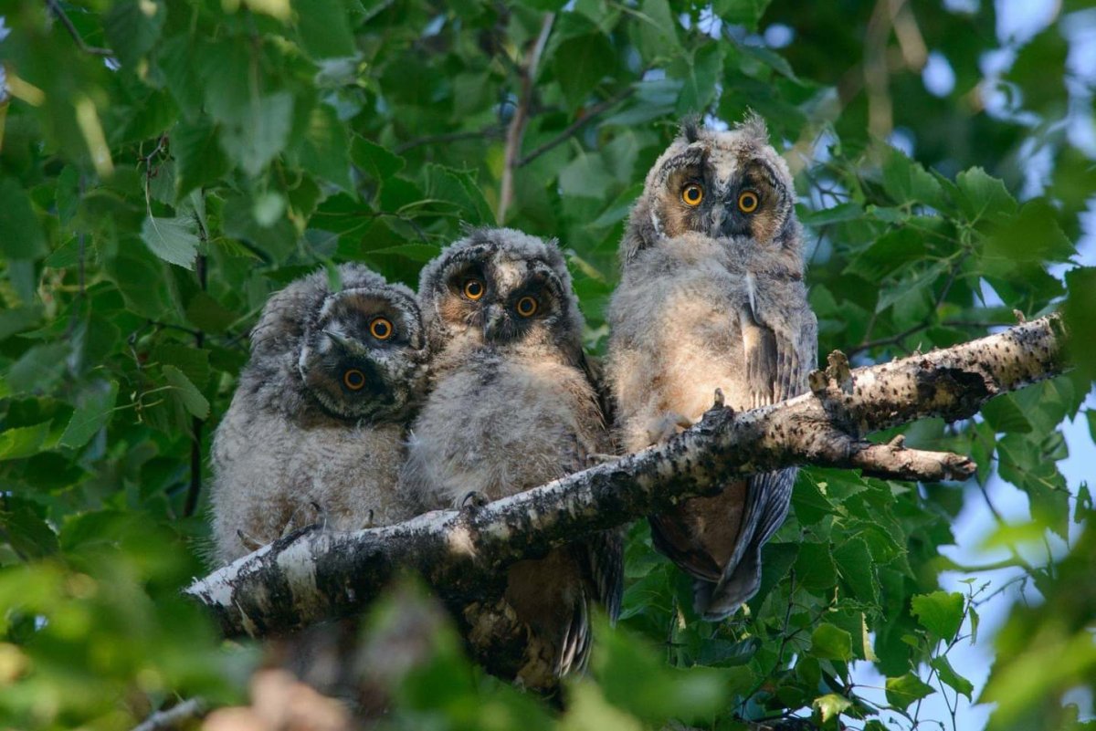 Сова сплюшка охотится