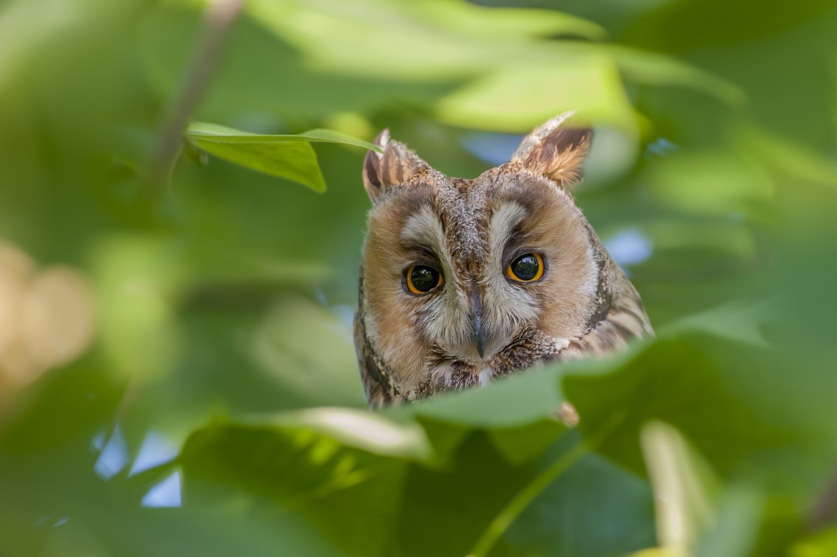 Африканская Сова