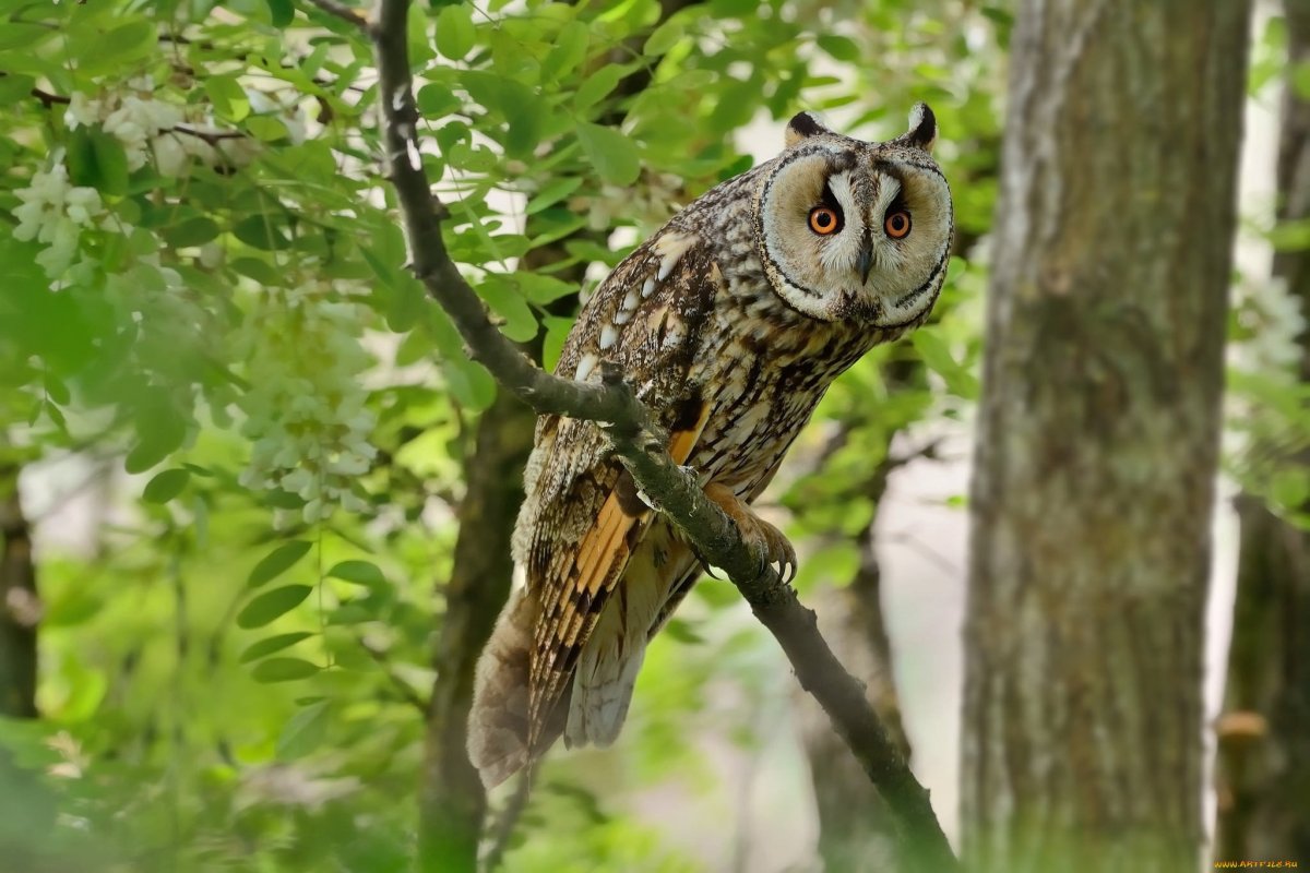 Полярная ушастая Сова