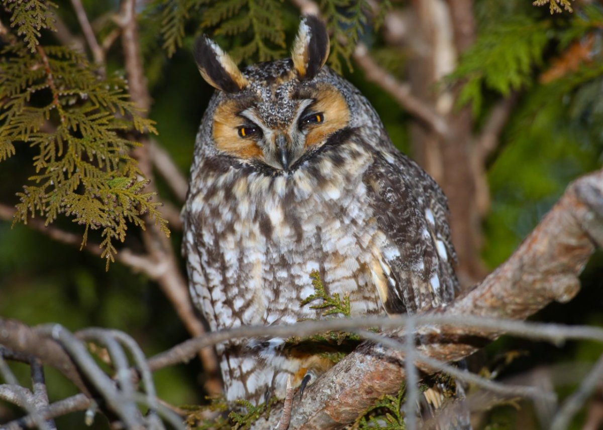 Африканская ушастая Сова